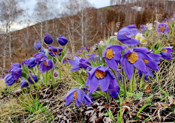 Кандыки подснежники Полянки