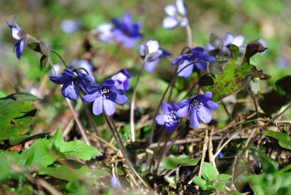 Лесные цветы ФПМР рас