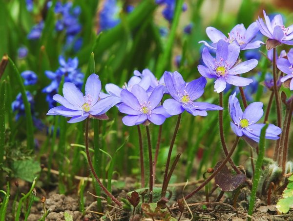 Лесные пролески первоцвет