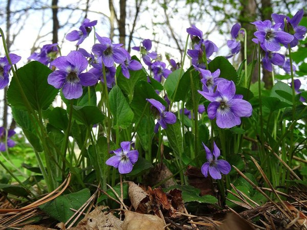 Первоцвет фиалка Лесная