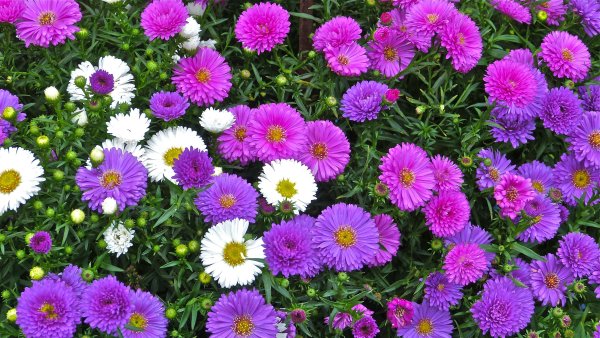 Астра кустарниковая Блау лагуне