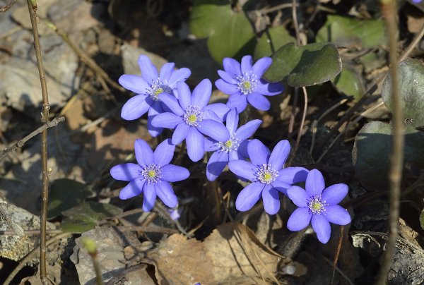 Первоцвет печеночница