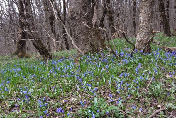 Подмосковная голубая пролеска