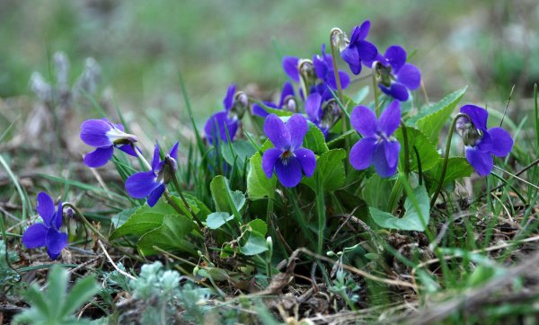 Фиалка крийская