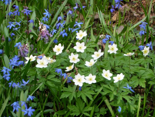 Первоцветы ветреница