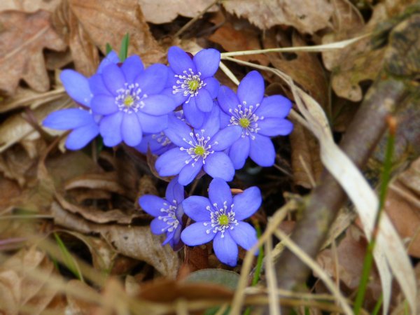 Печеночница hepatica Nobilis