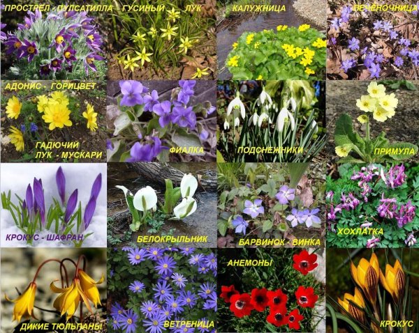 Весенние первоцветы названия