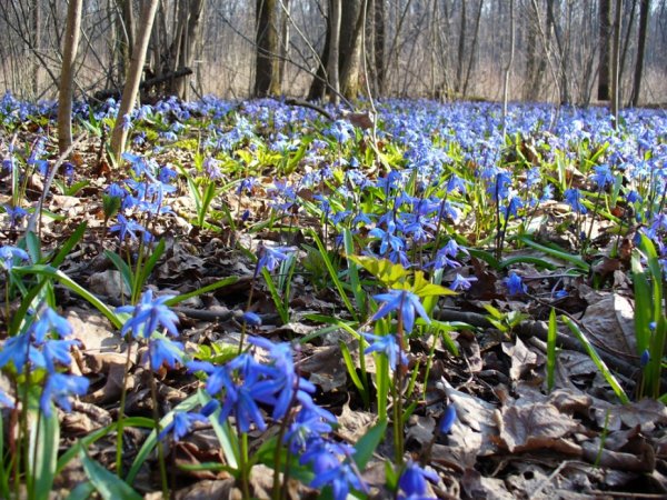 Первоцветы Волго Ахтубинской Поймы