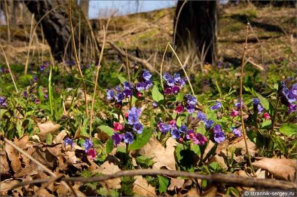 Медуница подснежники