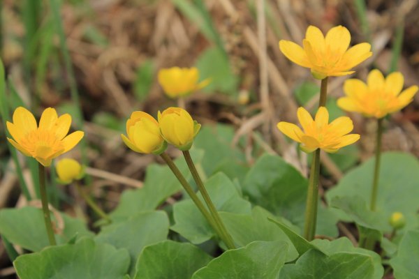 Примула Лесная желтая