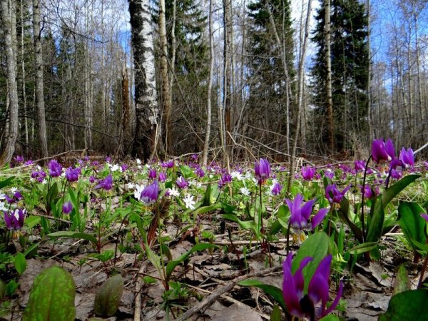 Фиалка морозник