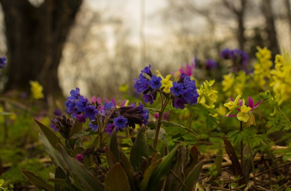 Пролески, медуницы, примулы