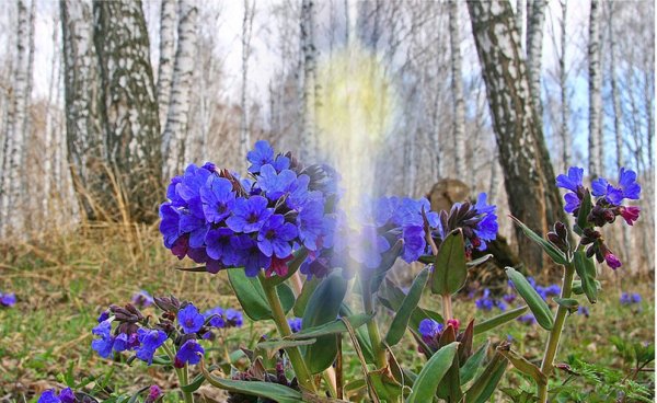 Медуница Лесная цветок