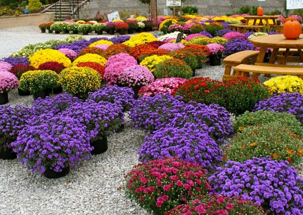 Агератум, Обриета, алиссум