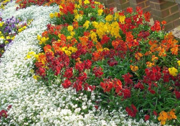 Львиный зев и бархатцы на клумбе