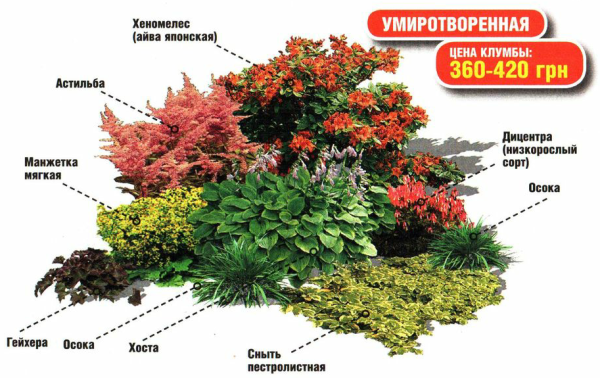 Тенелюбивые растения для клумбы