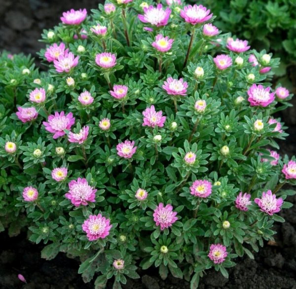 Астра Мэджик Пинк