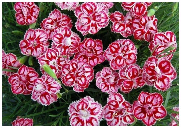 Диантус гвоздика Садовая