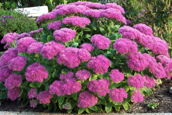 Седум Видный бриллиант