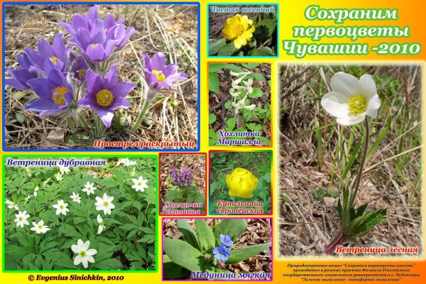 Первоцвет красная книга
