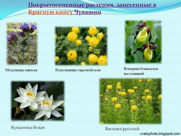 Растения занесенные в красную