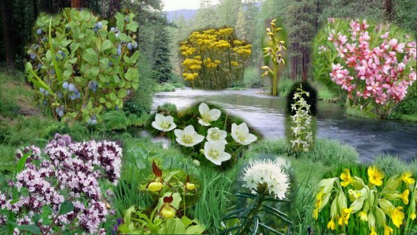 Растительный мир Чувашии