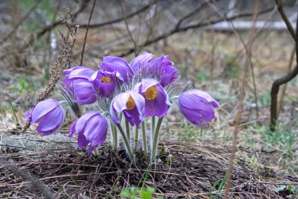 Присурский заповедник растения