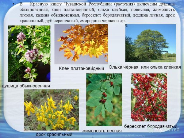 Растительный мир Чувашии