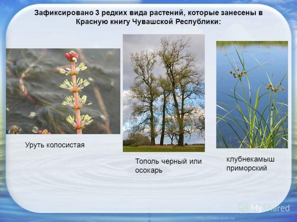 Горечавка легочная красная книга