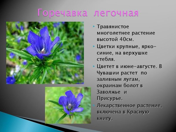 Растения Чувашии занесенные в красную