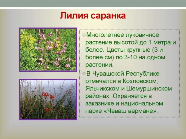 Травянистые растения Чувашии