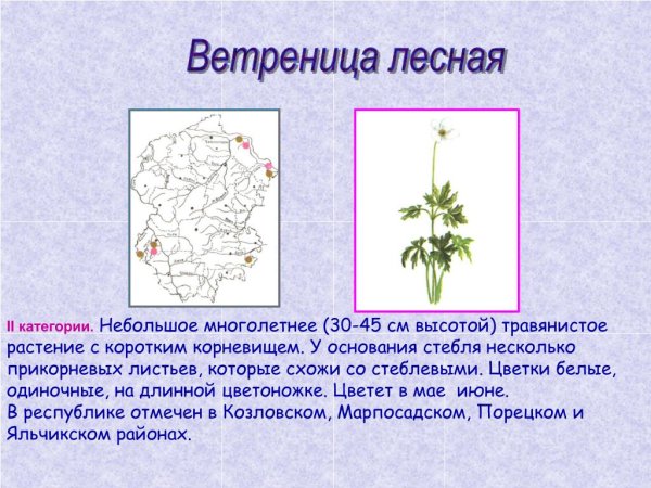 Купальница европейская