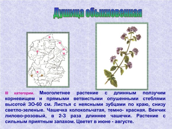 Редкие растения Чувашии