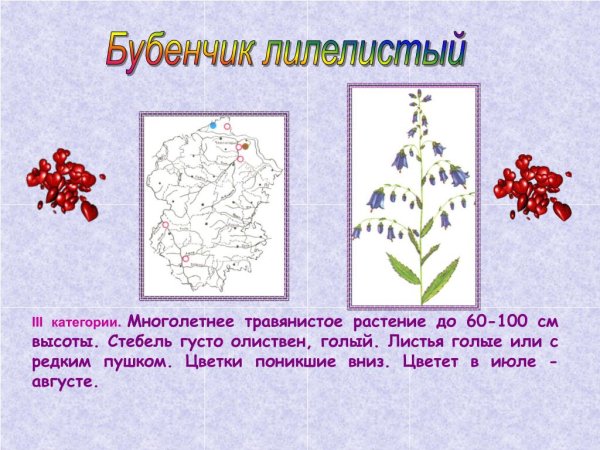 Первоцветы красной книги Чувашии