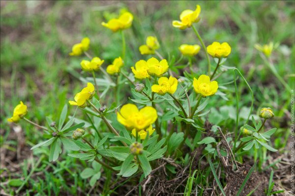 Растения Чувашской Республики