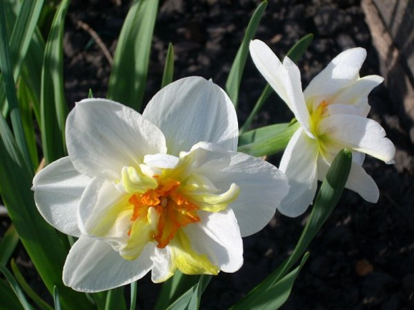 Прострел сон трава красная книга