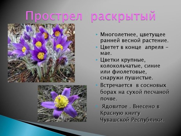 Купальница азиатская формула цветка