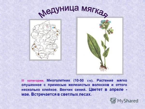 Растения Чувашии