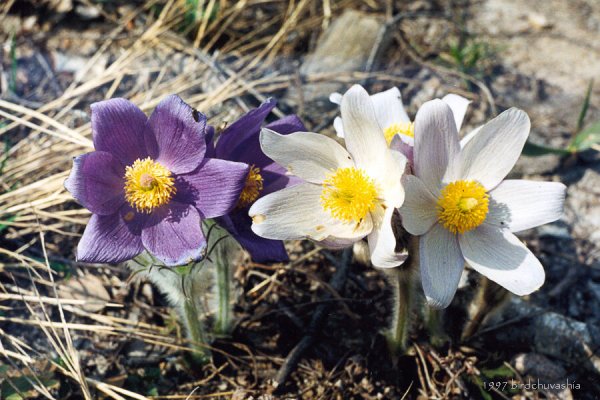 Зверобой тысячелистник Ромашка