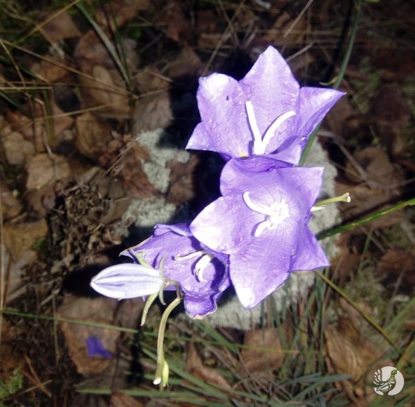 Цветы растущие в Чувашии