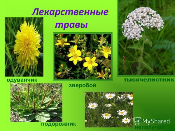 Цветы Чувашии