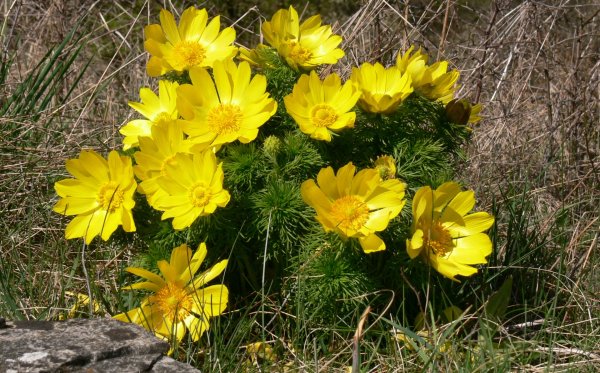 Луговые цветы Татарстана