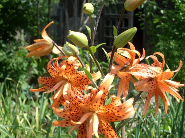 Степная растительность Чувашии