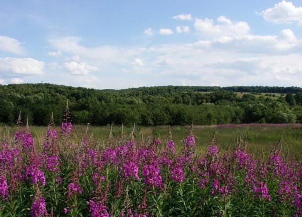 Красота растений Чувашского края