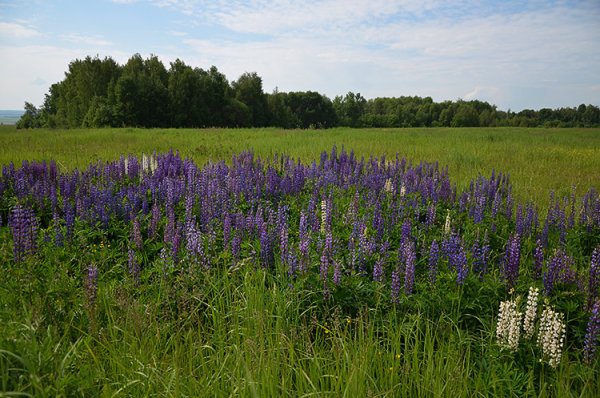 Заповедник Присурский Чувашской Республики