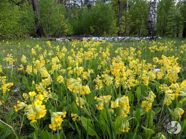 Клумбы города Чебоксары