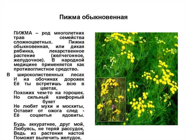 Прострел - сон трава