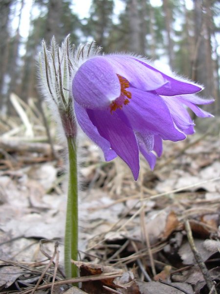 Природа ромашки