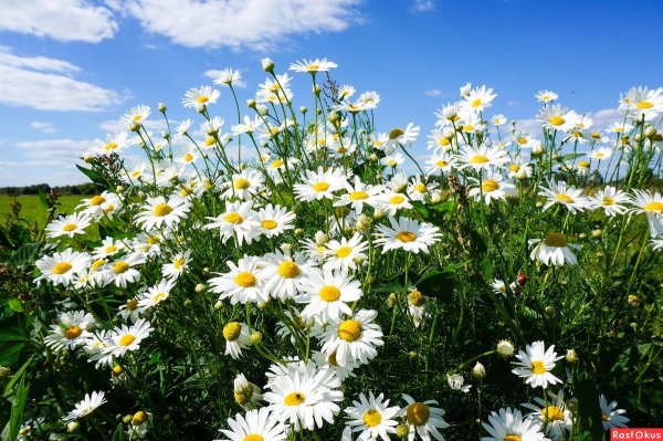 Растения на берегу озера