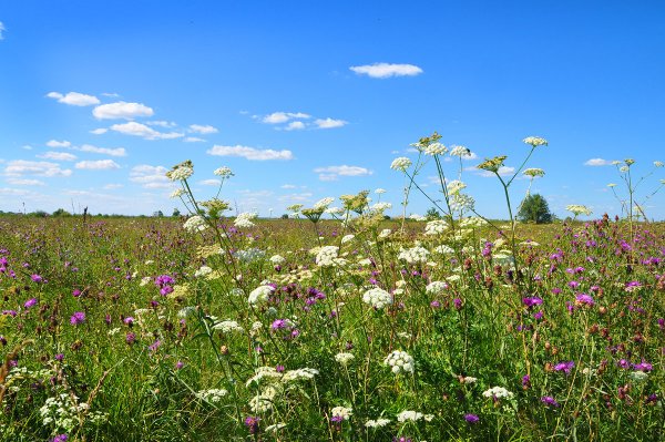 Цветок Медуница в Сибири